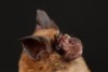 A close up of a Chinese horseshoe bat