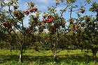 Cider-making workshop.