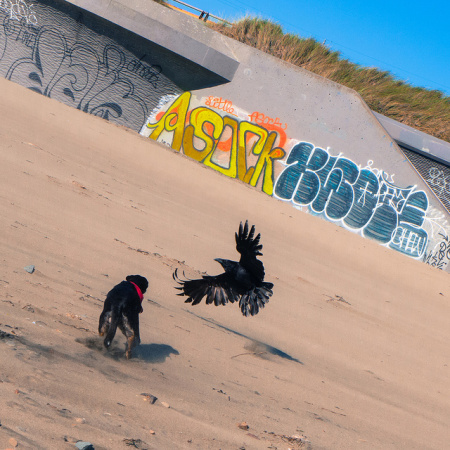 Dog and Crow Battle, Ocean Beach, San Francisco (c) Brian Awehali