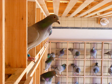 Orderly pigeons in a Chengdu rooftop coop - (c) 2012, Brian Awehali