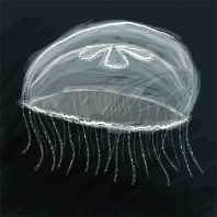 Moon Jellyfish (aka, ocean nights), Image by Nathan Scheck, albinokraken.com