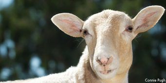 2013_09-05_FSOR_Zuri_sheep_DSC8679_CREDIT_Connie_Pugh-homepage