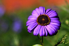 A splash of colour in the desert, this purple daisy leaps from the red background at the Red Centre Garden (ABC Local - Jim Trail)