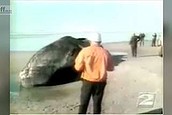 'Exploding whale' engineer dies (Thumbnail)