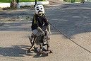 A monkey performing in South Jakarta before the ban. Pic taken August, 2012 by Michael Bachelard