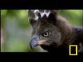 Eagle vs. Water Chevrotain