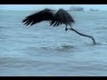 Eagle vs. Sea Snake