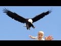 EAGLE SNATCHES KID - Eagle Picks Up Baby, Fake?