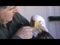 Feeding critically ill Bald Eagle March 26 2013