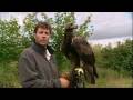 Real birds eye view! Golden Eagle in flight - Animal Camera - BBC