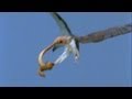 World's Deadliest - Eagle vs. Toxic Snake