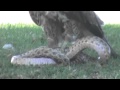 Eagle Vs Snake Fight 2