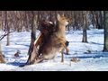 GOLDEN EAGLE ATTACKS AND CATCHES DEER