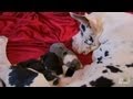 Tiny Great Danes | Too Cute!