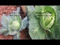 Important Plant Nutrition for Organic Vegetable Gardens