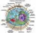 A diagram of a 'simple' cell