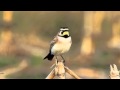 Horned Lark Video Portrait