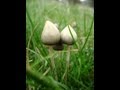 Health Benefits Of Magic Mushrooms