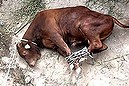 Australian bulls mistreated with 'shocking cruelty' (Thumbnail)