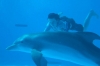 Dolphin Tale (2011) photo