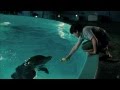 Dolphin Tale [HD Music Video] - 