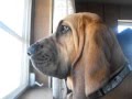 Tank the Bloodhound Howling