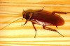 Cockroach