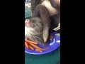 Funny sloth can't find his food under all that hair!