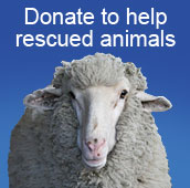 Donate to help rescued animals