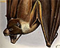 flying fox bat