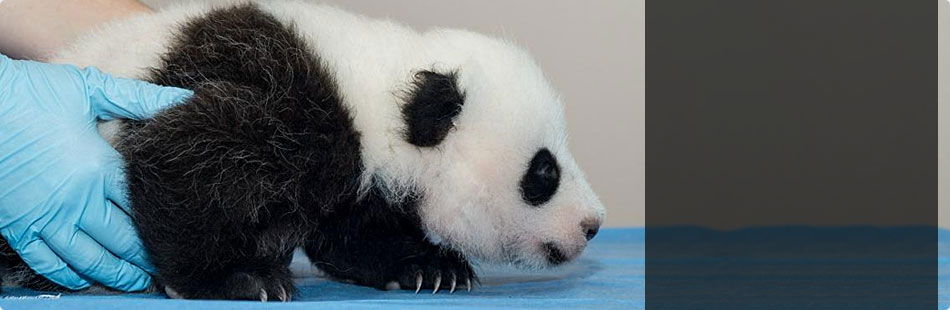 Vote to Name the Panda