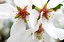 Blooming lovely: Prunus snow fountain flowers in the pink version.