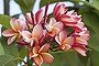 A cacophony of colour: The beautiful pink and red flowers of a frangipani tree. Photo: iStock.