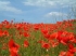 The red poppy: a political or neutral symbol of remembrance?