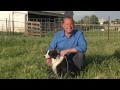 Nebraska Working Dog Ranch