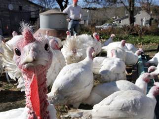 Joe Morette watches as his flock of turkeys drink beer from the trough in Henniker, N.H., on Oct. 29. 