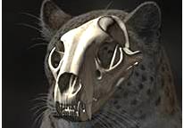 Image: Artist rendering of what the reconstructed skull of a big cat might have looked like (© Mauricio Anton)