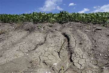 In this July 26, 2013, photo, erosion is seen in field of soybeans that was recently converted to row crops near Corydon, Iowa. Millions of acres of r...