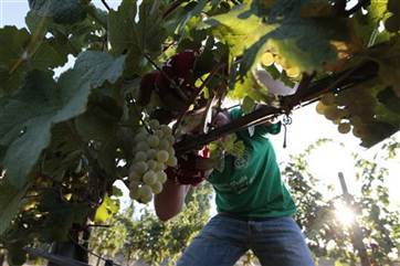 Luigi Gozzi picks grapes in the Villa Germaine vineyards of Ariccia, on the outskirts of Rome, in this 2012 file photo. Better-than-expected grape production in some E.U. countries like Spain and Italy will help make up for a shortfall in France.