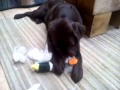 Rufus destroying his toy