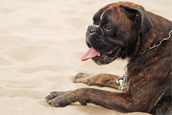 Find pet friendly accommodation on Stayz