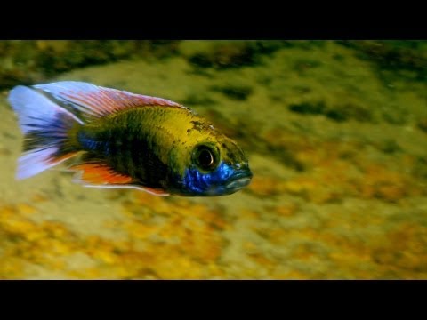 Cave of the Cichlids | Cichlids of Lake Malawi Ep4