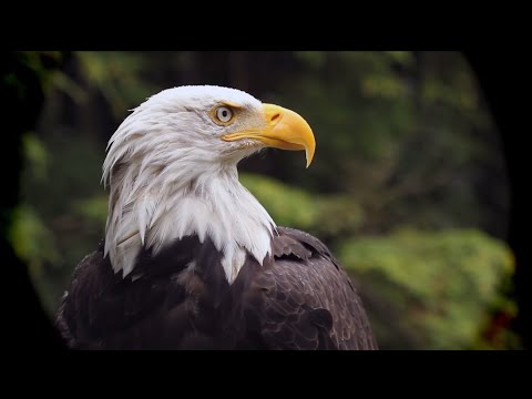 Another World - Sitka, Alaska