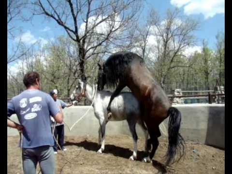 Andalusian Breeding Stallion