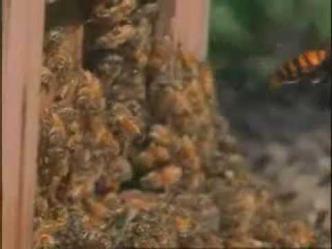 30 hornets vs. 30,000 bees