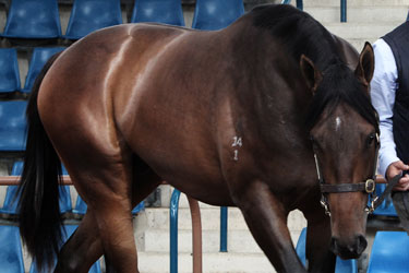 Black Caviar's half-brother known as 'Jimmy'.