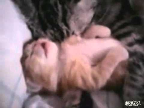 Cat Hugs Baby Kitten Having Nightmare