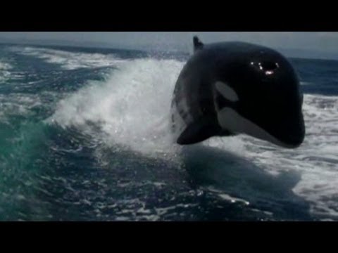 Killer whales surprise couple on boat