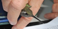 Hummingbird Banding is Like Holding Magic