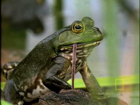 Bullfrog Hunts...Anything!